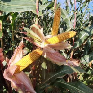 Alternative view of Dzekhpot MS FAO 210 (ZIARNO) 80 tyś nasion