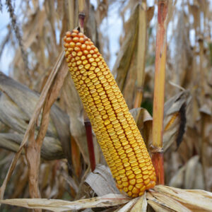 Alternative view of Splav FAO 290 (SEED) 80K seeds