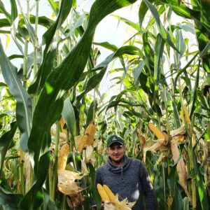 Alternative view of ONIKS FAO 260 80 tyś nasion