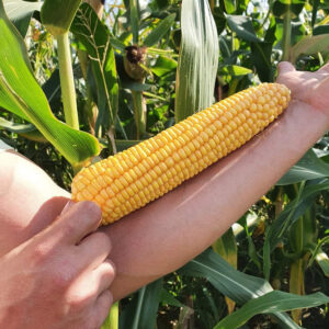 Alternative view of Premiia FAO 210 (seed) 80K seeds