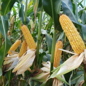 Alternative view of DMS 3015 FAO 260 (SILAGE/SEED) 80K seeds