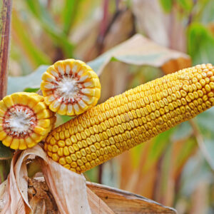 Alternative view of DMS TREND FAO 280/290 (SEED/SILAGE) 80K seeds