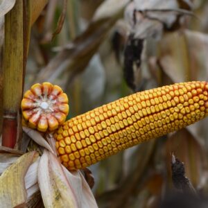 Alternative view of Hildiia FAO 220 80 tyś nasion