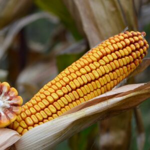 Alternative view of TRIUMF FAO 250 80 tyś nasion