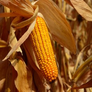 Alternative view of EPOS FAO 190 80 tyś nasion