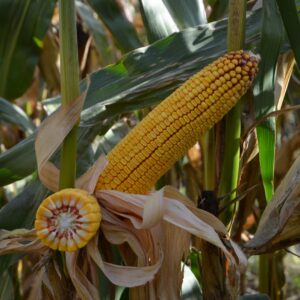 Alternative view of DMS 3477 FAO 260 80 tyś nasion