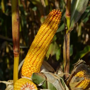 Alternative view of KORTES FAO 230 80 tyś nasion